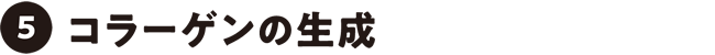 コラーゲンの生成